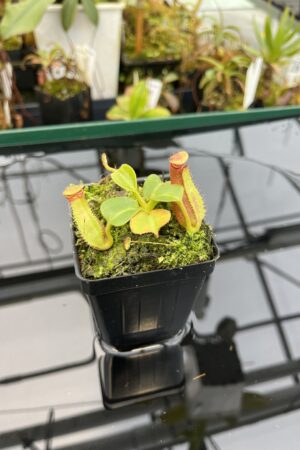 Close Up of Nepenthes truncata | Borneo Exotics | BE-3203 | L21020