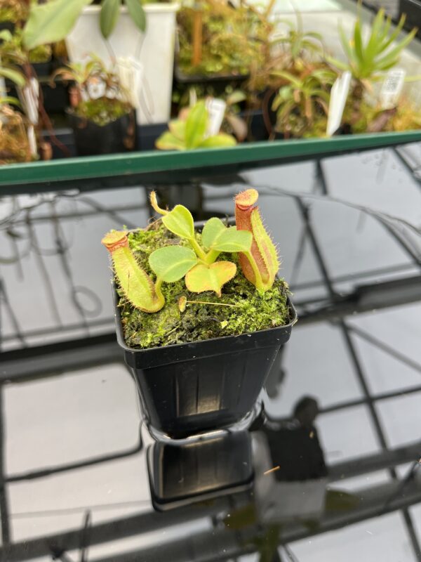 Close Up of Nepenthes truncata | Borneo Exotics | BE-3203 | L21020