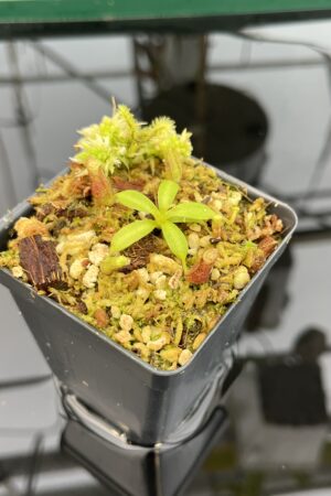 Close Up of Nepenthes truncata x macrophylla | JH | Florae Collaborative | FC-356.12 | 21012