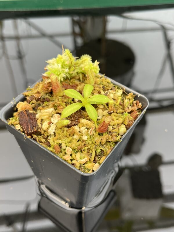Close Up of Nepenthes truncata x macrophylla | JH | Florae Collaborative | FC-356.12 | 21012