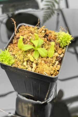 Close Up of Nepenthes truncata x macrophylla | JH | Florae Collaborative | FC-356.15 | 20787