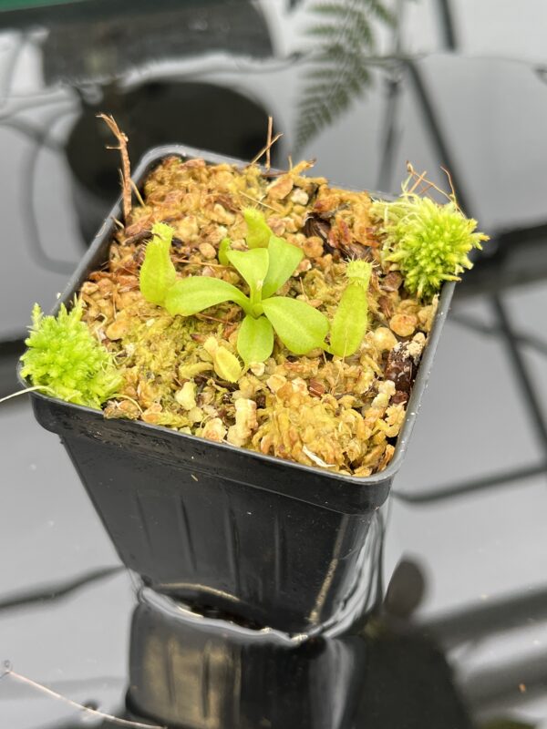 Close Up of Nepenthes truncata x macrophylla | JH | Florae Collaborative | FC-356.15 | 20787