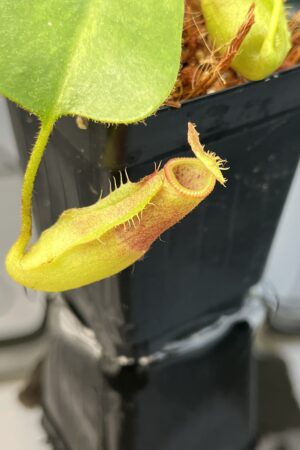 Close Up of Nepenthes truncata x villosa | JH | Clone 6 | Florae Collaborative | FC-355.06 | 20733