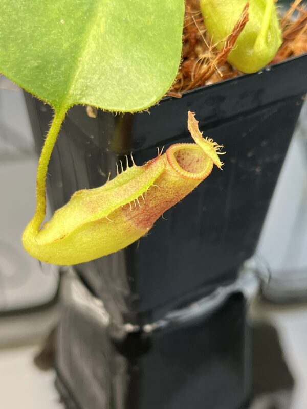 Close Up of Nepenthes truncata x villosa | JH | Clone 6 | Florae Collaborative | FC-355.06 | 20733