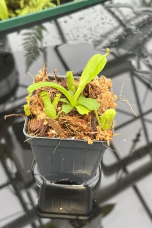 Close Up of Nepenthes truncata x villosa | JH | Clone 6 | Florae Collaborative | FC-355.06 | 20828