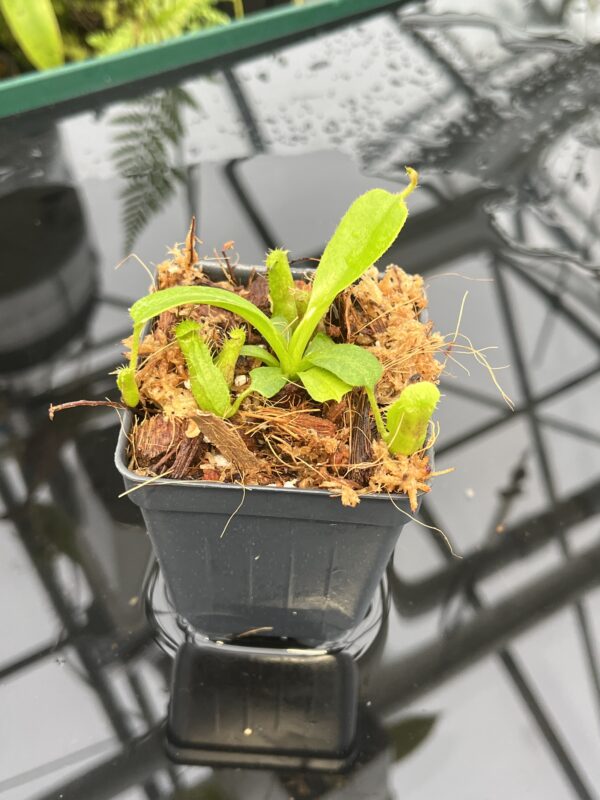 Close Up of Nepenthes truncata x villosa | JH | Clone 6 | Florae Collaborative | FC-355.06 | 20828