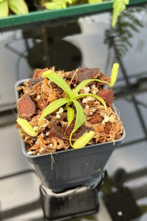 Close Up of Nepenthes ulukaliana Genting HL | EL | Florae | Assorted Clones | Florae Collaborative | FC-369 | 20732