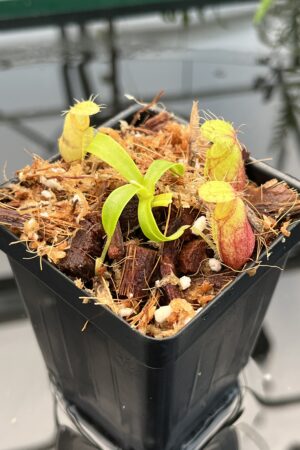 Close Up of Nepenthes undulatifolia | Florae Collaborative | FC-203.IC | 20749