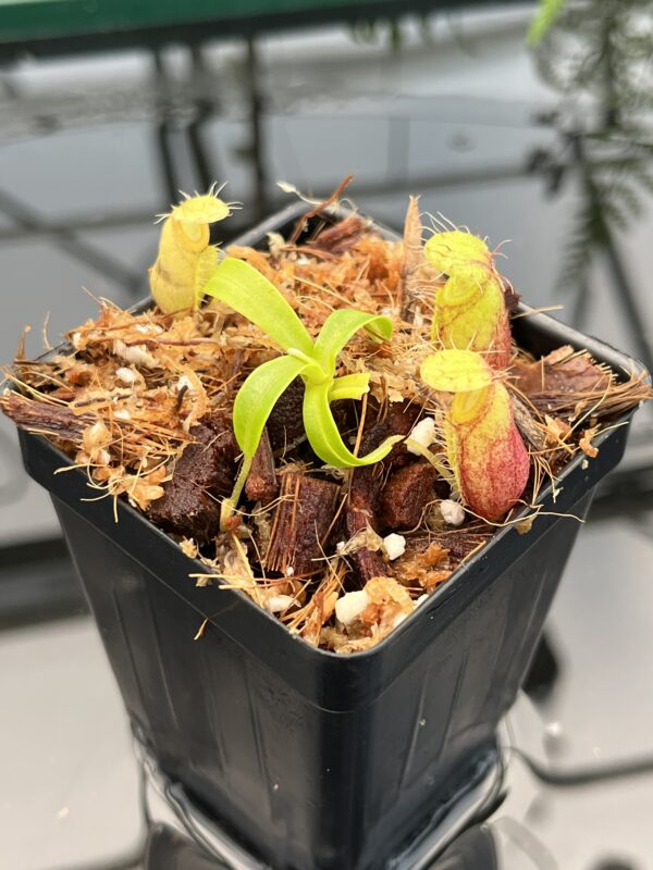 Close Up of Nepenthes undulatifolia | Florae Collaborative | FC-203.IC | 20749