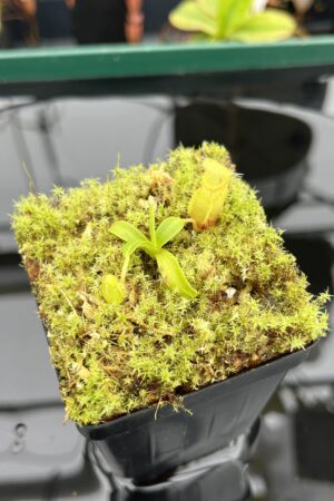 Close Up of Nepenthes undulatifolia | Florae Collaborative | FC-203.IC | 20913