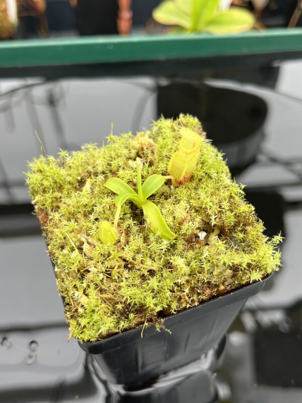 Close Up of Nepenthes undulatifolia | Florae Collaborative | FC-203.IC | 20913