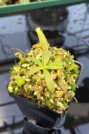 Close Up of Nepenthes veitchii Murud, Striped x 'Candy' | Florae | Florae Collaborative | FC-23.03 | 20870