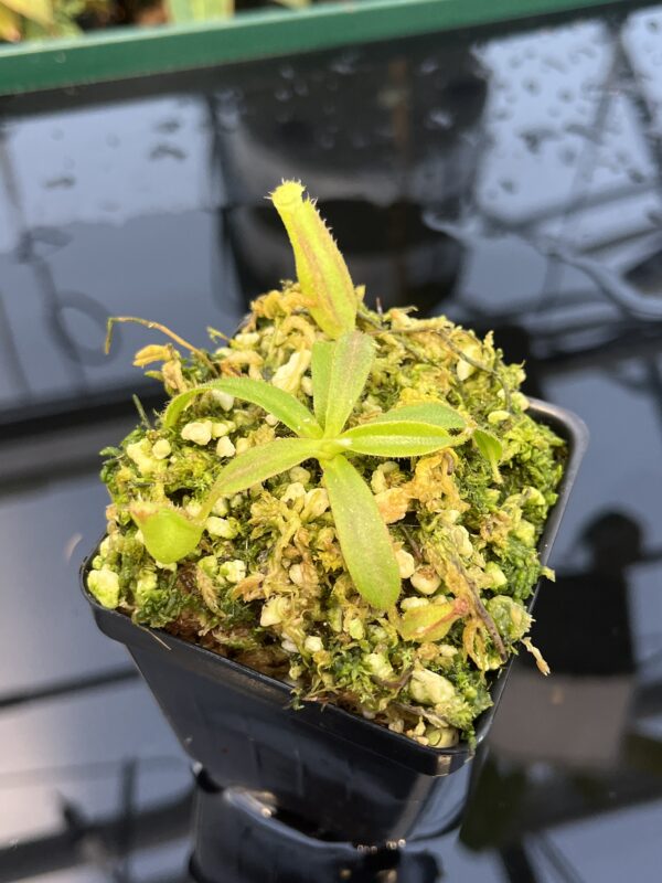 Close Up of Nepenthes veitchii Murud, Striped x 'Candy' | Florae | Florae Collaborative | FC-23.03 | 20870