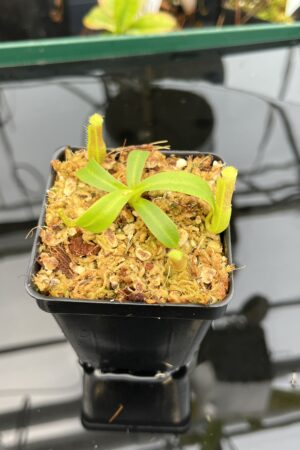 Close Up of Nepenthes veitchii Pa'umor x edwardsiana | Florae Collaborative | FC-182.09 | 21019