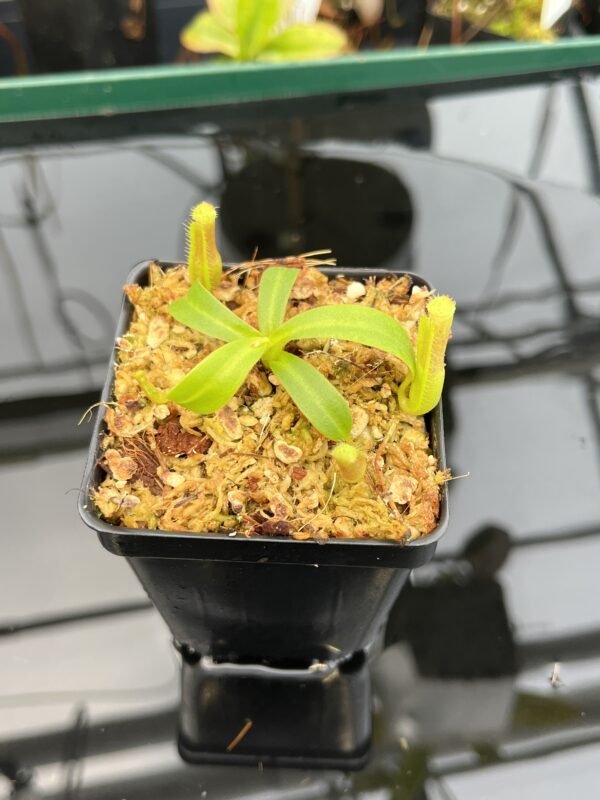 Close Up of Nepenthes veitchii Pa'umor x edwardsiana | Florae Collaborative | FC-182.09 | 21019