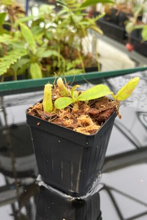 Close Up of Nepenthes veitchii {horticultural cross: yellow x striped peristome} | Best Carnivorous Plants | BCP-340 | 20829