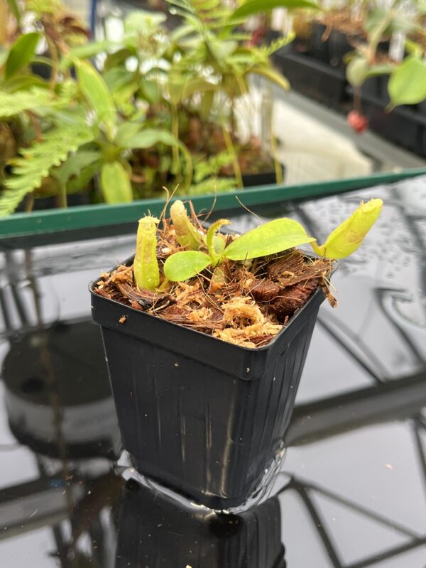 Close Up of Nepenthes veitchii {horticultural cross: yellow x striped peristome} | Best Carnivorous Plants | BCP-340 | 20829