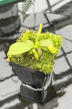 Close Up of Nepenthes veitchii long, striped x (truncata x spectabilis) | JH | Florae | Florae Collaborative | FC-399.02 | 20791