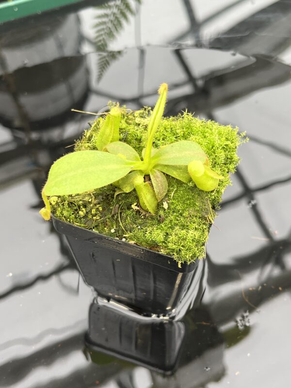 Close Up of Nepenthes veitchii long, striped x (truncata x spectabilis) | JH | Florae | Florae Collaborative | FC-399.02 | 20791