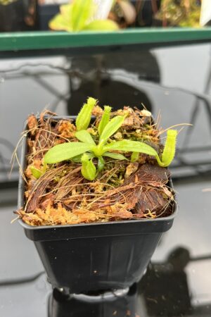 Close Up of Nepenthes (veitchii x lowii ) #14 BE x edwardsiana | JH | Florae | Seed Grown | Florae Collaborative | FC-492 | IN21010