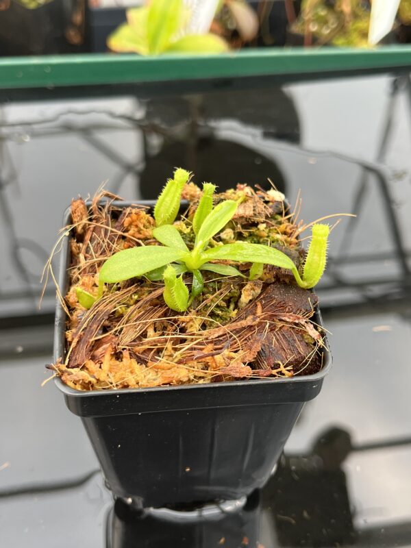 Close Up of Nepenthes (veitchii x lowii ) #14 BE x edwardsiana | JH | Florae | Seed Grown | Florae Collaborative | FC-492 | IN21010