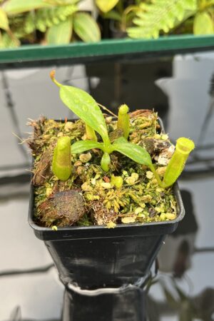 Close Up of Nepenthes (veitchii x lowii) x edwardsiana | Florae | Florae Collaborative | FC-122.13 | 20730