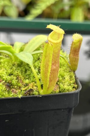Close Up of Nepenthes (veitchii x lowii) x edwardsiana | Florae | Florae Collaborative | FC-122.13 | 20790