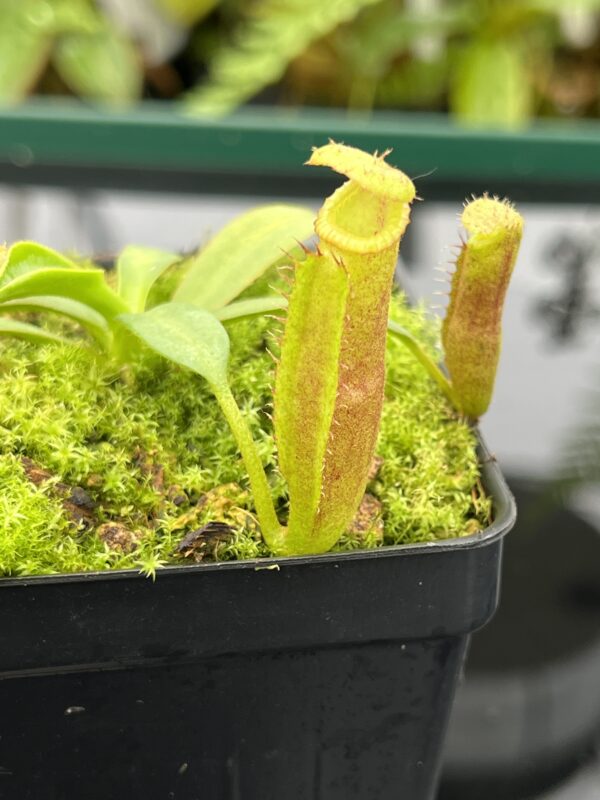 Close Up of Nepenthes (veitchii x lowii) x edwardsiana | Florae | Florae Collaborative | FC-122.13 | 20790