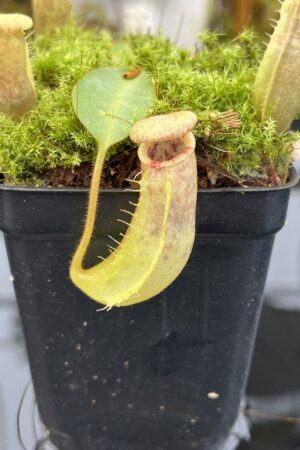 Close Up of Nepenthes (veitchii x lowii) x (spathulata x campanulata) | Florae | Clone 3 | Florae Collaborative | FC-208.03 | IN21015