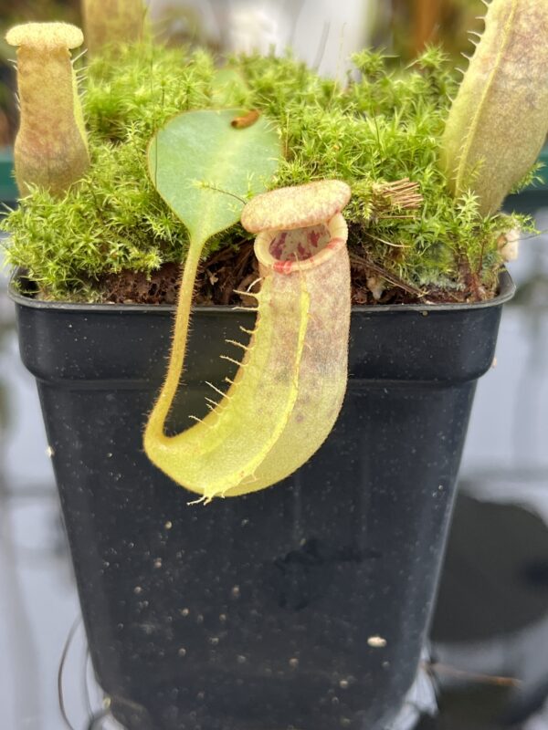 Close Up of Nepenthes (veitchii x lowii) x (spathulata x campanulata) | Florae | Clone 3 | Florae Collaborative | FC-208.03 | IN21015
