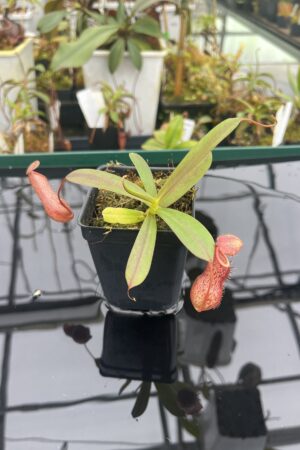 Close Up of Nepenthes ventricosa x angasanensis | Exotica Plants | 20919