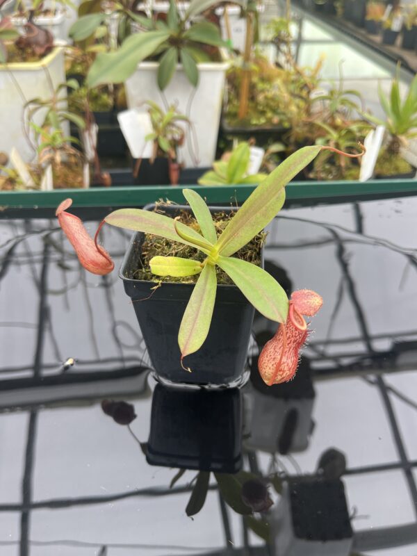 Close Up of Nepenthes ventricosa x angasanensis | Exotica Plants | 20919
