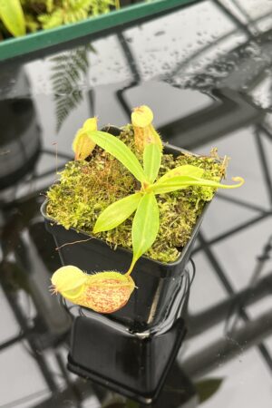 Close Up of Nepenthes ventricosa x rafflesiana | Borneo Exotics | BE-3733 | 20823