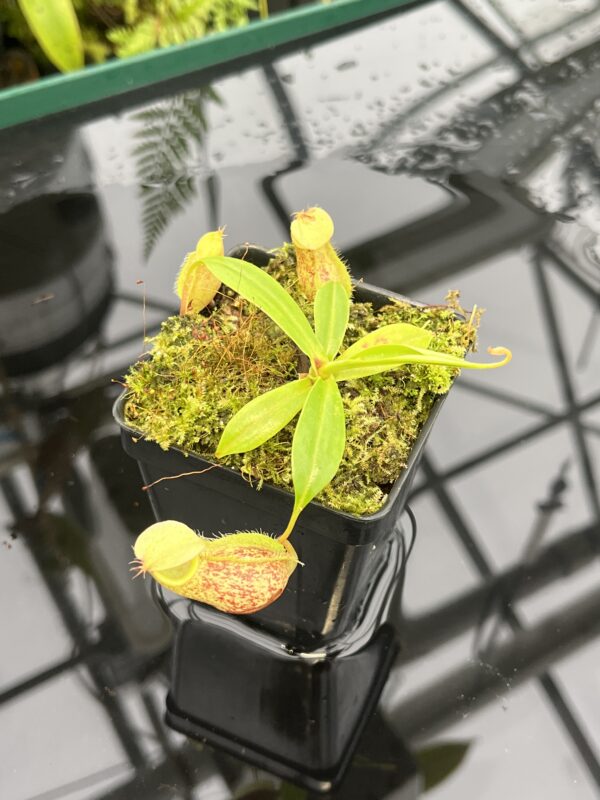 Close Up of Nepenthes ventricosa x rafflesiana | Borneo Exotics | BE-3733 | 20823