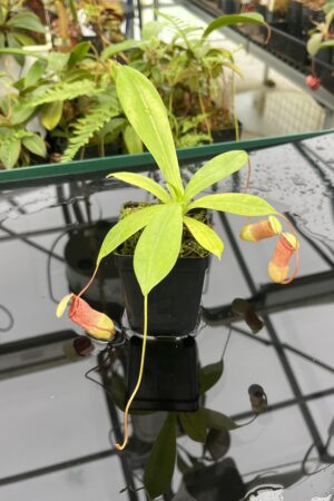 Close Up of Nepenthes ventricosa x sibuyanensis | Borneo Exotics | BE-3757 | 20822