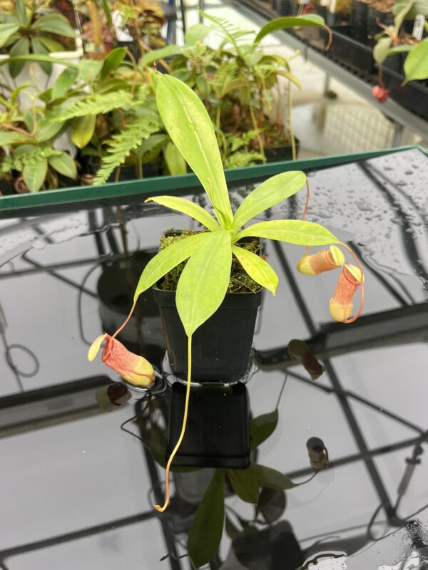 Close Up of Nepenthes ventricosa x sibuyanensis | Borneo Exotics | BE-3757 | 20822