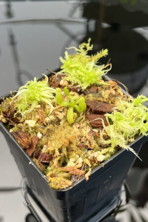 Close Up of Nepenthes villosa 'ABG' | Florae Collaborative | FC-070.IC | 20742