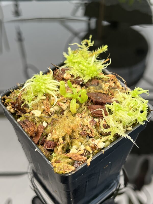 Close Up of Nepenthes villosa 'ABG' | Florae Collaborative | FC-070.IC | 20742