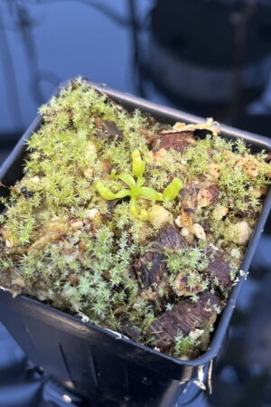 Close Up of Nepenthes villosa | G. Kinabalu | Florae Collaborative | FC-216 | 20896