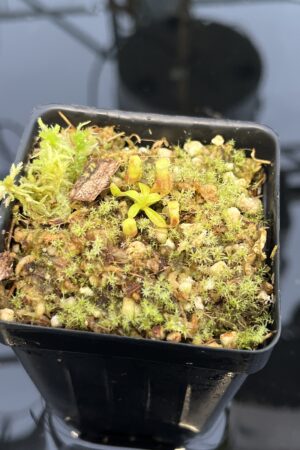 Close Up of Nepenthes villosa | G. Kinabalu | Florae Collaborative | FC-216 | H21044