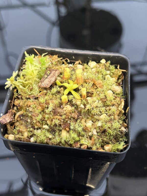 Close Up of Nepenthes villosa | G. Kinabalu | Florae Collaborative | FC-216 | H21044