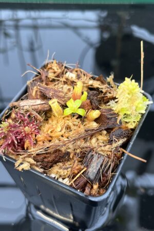 Close Up of Nepenthes villosa x edwardsiana | JH | Clone 2 | Florae Collaborative | FC-322.02 | 21045