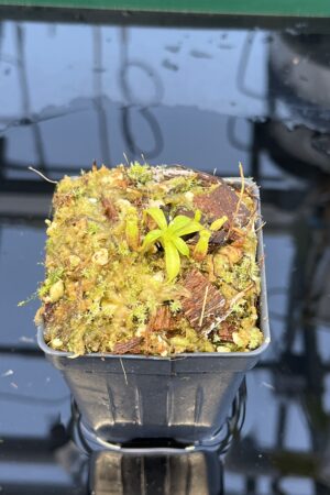 Close Up of Nepenthes villosa x lowii | JH | Florae | Clone 8 | Florae Collaborative | FC-326.08 | 20879