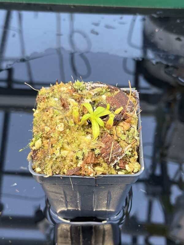 Close Up of Nepenthes villosa x lowii | JH | Florae | Clone 8 | Florae Collaborative | FC-326.08 | 20879