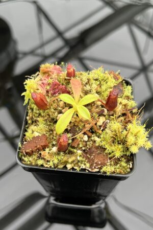 Close Up of Nepenthes villosa x lowii | JH | | Florae | Florae Collaborative | FC-326.12 | H20910