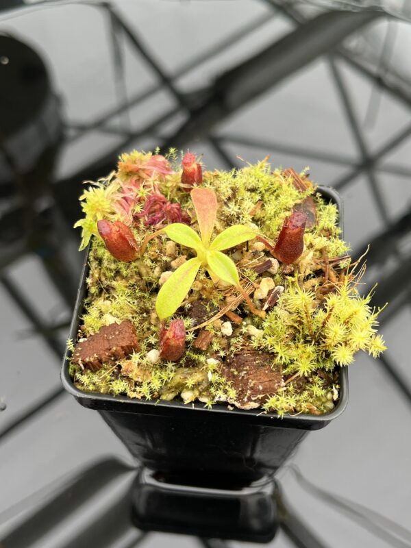 Close Up of Nepenthes villosa x lowii | JH | | Florae | Florae Collaborative | FC-326.12 | H20910