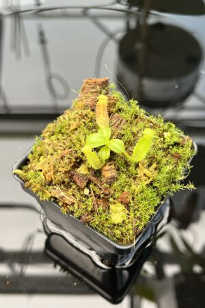 Close Up of Nepenthes villosa x (lowii x truncata) - giant | JH | Clone 2 | Florae Collaborative | FC-321.02 | 20738