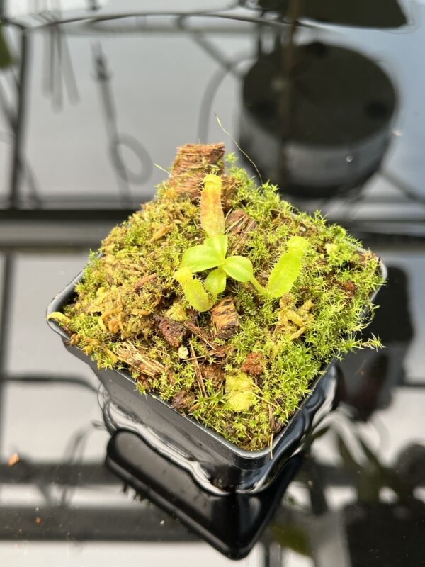 Close Up of Nepenthes villosa x (lowii x truncata) - giant | JH | Clone 2 | Florae Collaborative | FC-321.02 | 20738