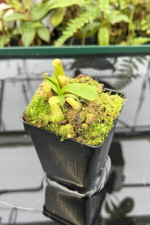Close Up of Nepenthes villosa x ventricosa | JH | Florae | Florae Collaborative | FC-325.02 | 20788