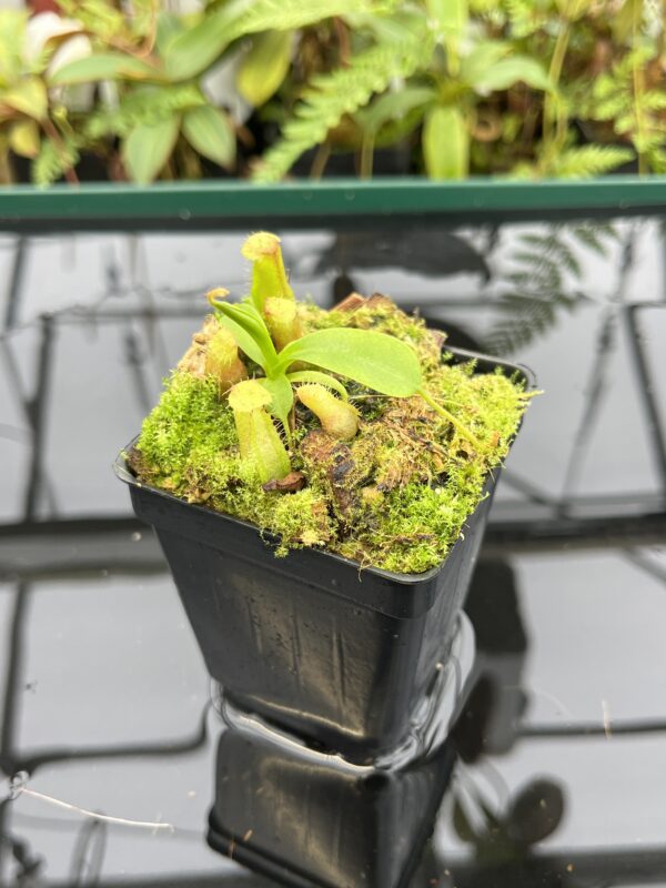 Close Up of Nepenthes villosa x ventricosa | JH | Florae | Florae Collaborative | FC-325.02 | 20788
